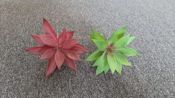 16cm Prince Succulent - Green Gardens Mihiliya (Pvt) Ltd