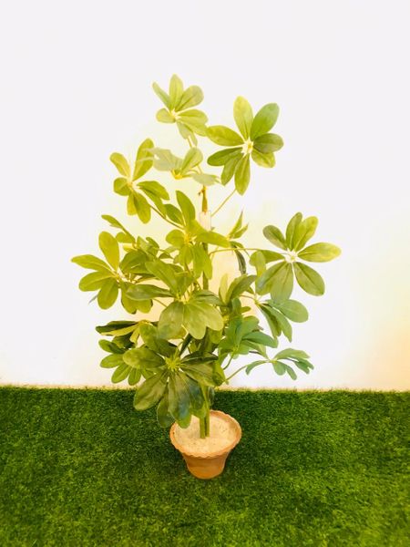 4ft Schefflera Plant - Green Gardens Mihiliya (Pvt) Ltd