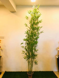 9.5ft Japanese Bamboo - Green Gardens Mihiliya (Pvt) Ltd