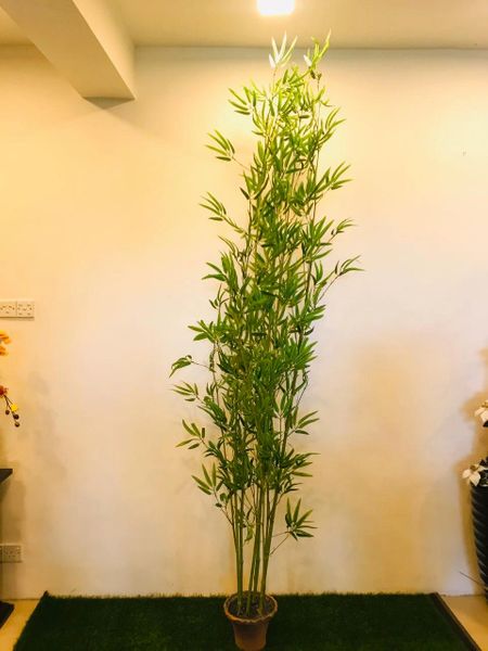 9.5ft Japanese Bamboo - Green Gardens Mihiliya (Pvt) Ltd