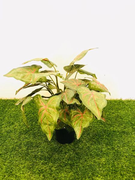 2ft Caladium Red - Green Gardens Mihiliya (Pvt) Ltd