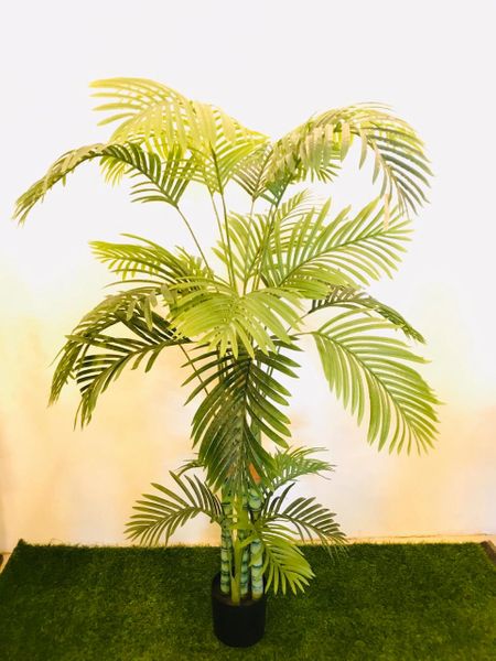 6ft Acera Palm Tree - Green Gardens Mihiliya (Pvt) Ltd
