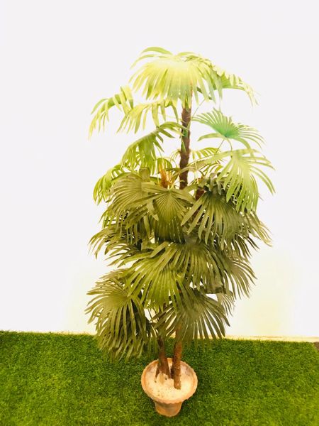 5ft Lady Palm (3 Cluster) - Green Gardens Mihiliya (Pvt) Ltd