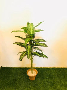 4.5ft Elephant Ear Plant - Green Gardens Mihiliya (Pvt) Ltd