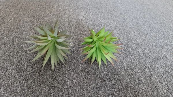 16cm Yucca Succulent - Green Gardens Mihiliya (Pvt) Ltd