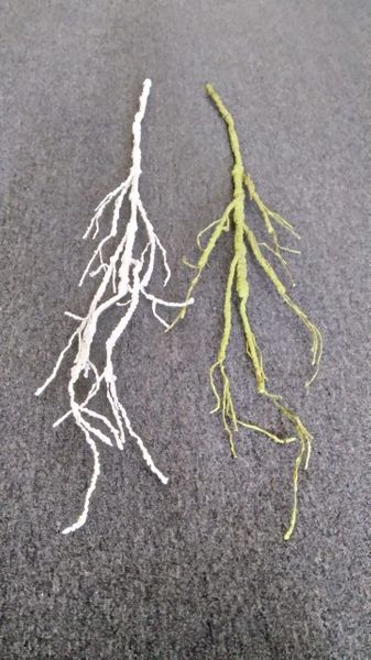120cm Dry Twig - Green Gardens Mihiliya (Pvt) Ltd