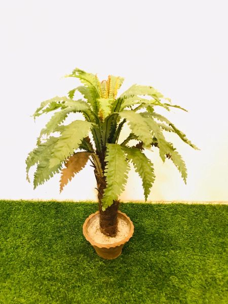 3ft Boston Fern on Pole - Green Gardens Mihiliya (Pvt) Ltd