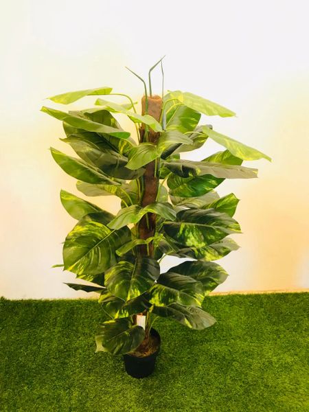 5ft Money Plant on Pole - Green Gardens Mihiliya (Pvt) Ltd