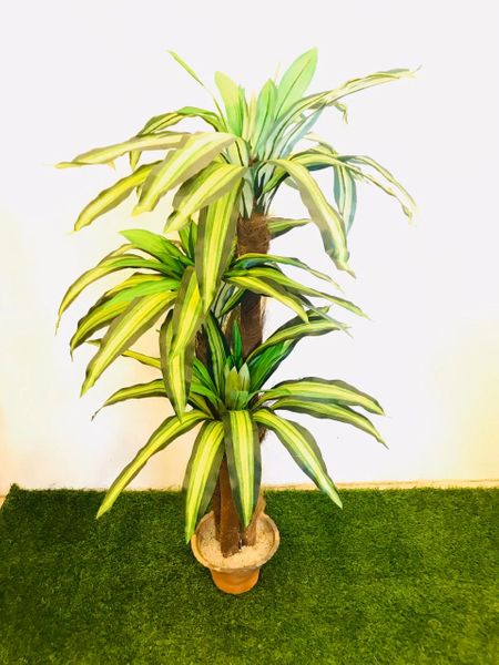 5ft Dracaena 3 Cluster Plant - Green Gardens Mihiliya (Pvt) Ltd