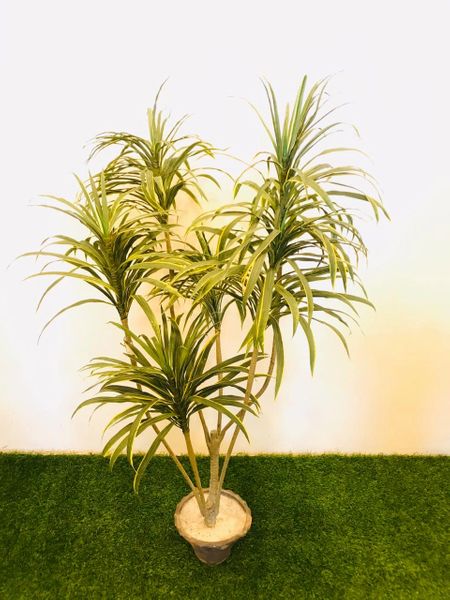 5ft Horsetail Dracaena - Green Gardens Mihiliya (Pvt) Ltd