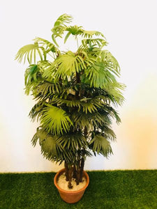5ft Lady Palm XL - Green Gardens Mihiliya (Pvt) Ltd