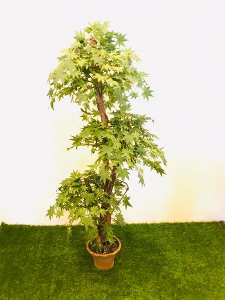 5ft Green Maple Tree - Green Gardens Mihiliya (Pvt) Ltd