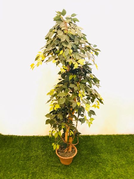 5ft Ficus Tree - Green Gardens Mihiliya (Pvt) Ltd