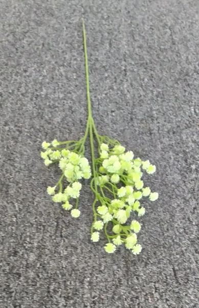 50cm Baby's Breath - Green Gardens Mihiliya (Pvt) Ltd