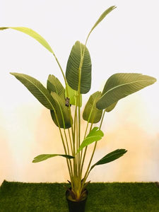 7ft Bird of Paradise - Green Gardens Mihiliya (Pvt) Ltd