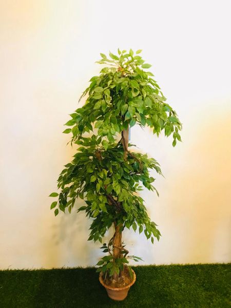 5ft Mini Ficus Tree – Green Gardens Mihiliya (Pvt) Ltd