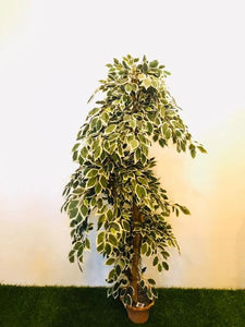 5ft Verigated Ficus Tree - Green Gardens Mihiliya (Pvt) Ltd