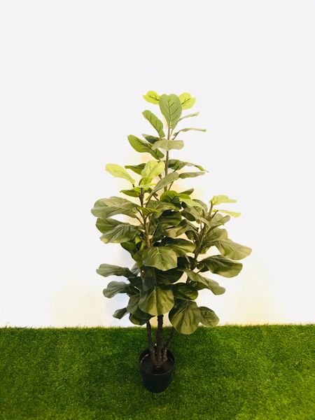 4.5ft Fiddle Leaf Plant - Green Gardens Mihiliya (Pvt) Ltd