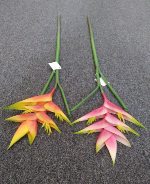 90cm Crab Claw Real Touch - Green Gardens Mihiliya (Pvt) Ltd