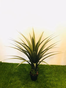 3.5ft Green Sisilana Plant - Green Gardens Mihiliya (Pvt) Ltd