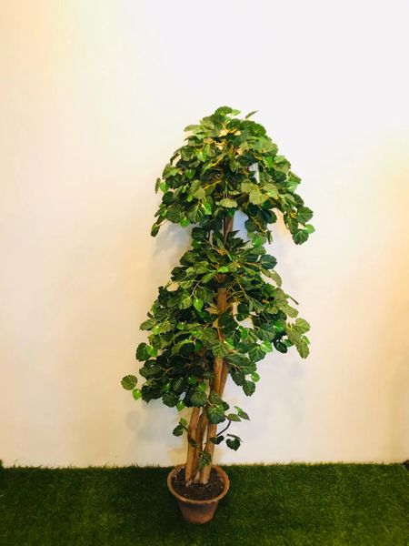 5ft Begonia Tree - Green Gardens Mihiliya (Pvt) Ltd