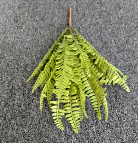 45cm Ladder Fern - Green Gardens Mihiliya (Pvt) Ltd