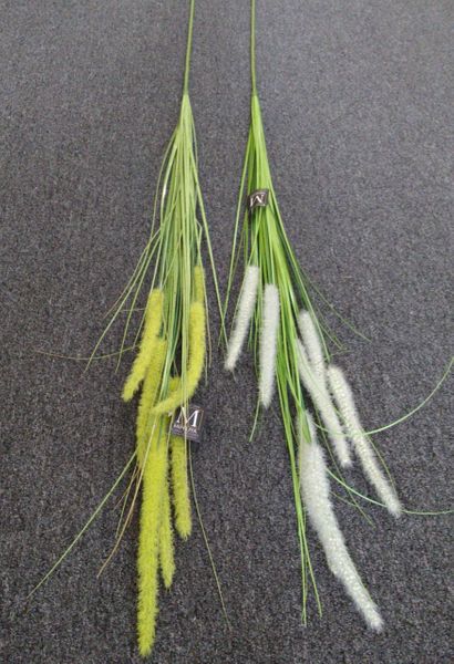 150cm Wild Fountain Grass - Green Gardens Mihiliya (Pvt) Ltd