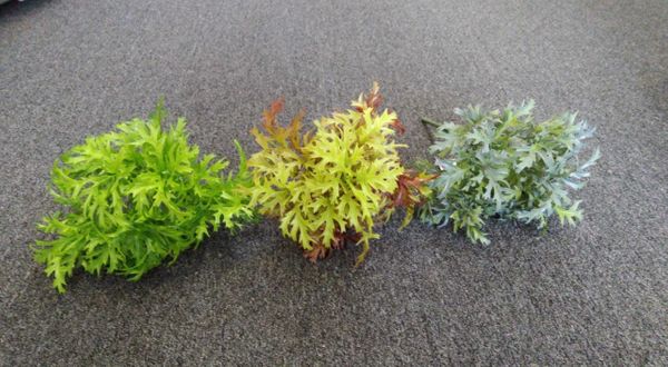 45cm Frisee Leaf Bunch - Green Gardens Mihiliya (Pvt) Ltd