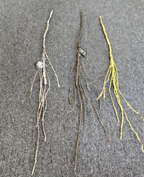 80cm Thin Twig - Green Gardens Mihiliya (Pvt) Ltd